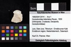 Foto (Objket + Etiketten) von Goniodromites bidentatus (Reuss, 1859) 